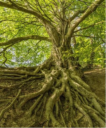 25 Novembre : Plantation d’arbres